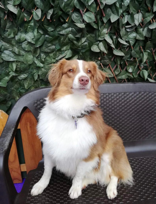 Nala