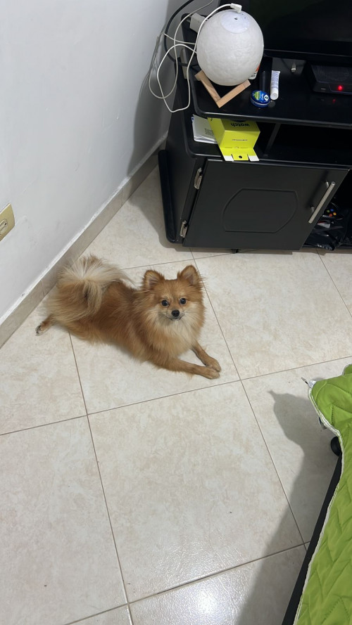 Axel