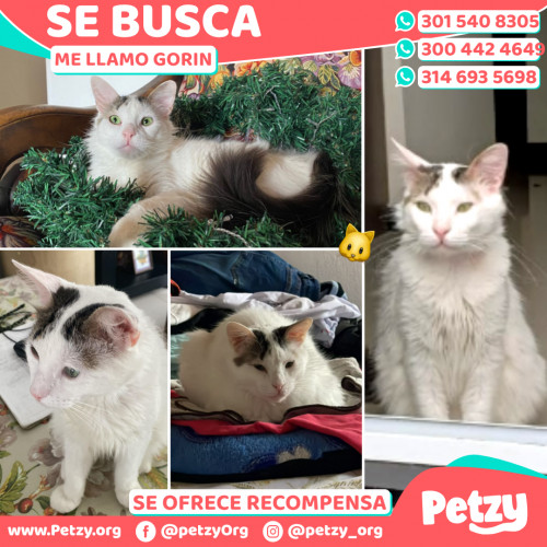 Foto de mascota Gorin