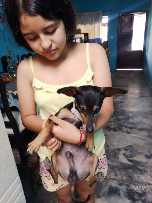 Dogui