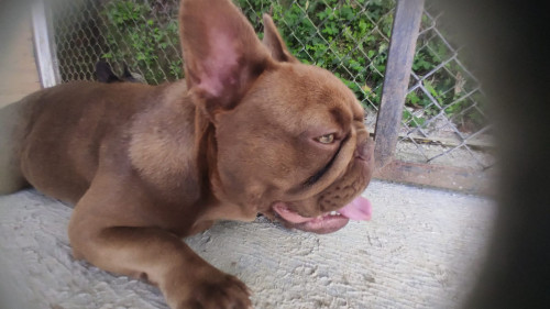 Mocca