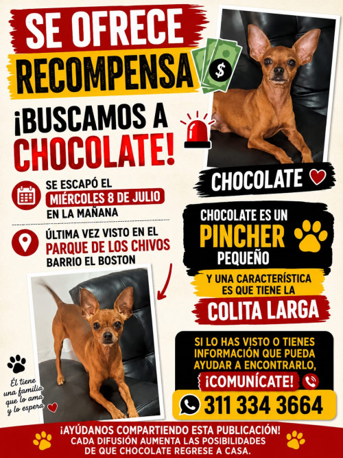 Chocolate
