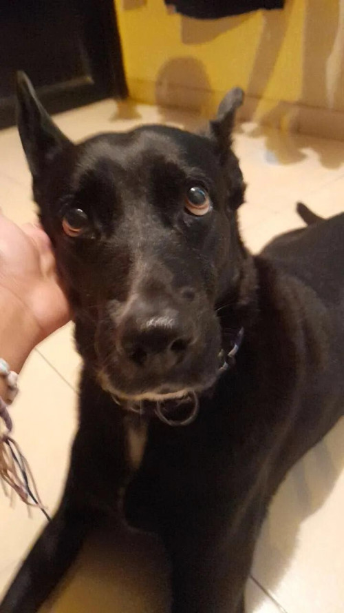 Lulú