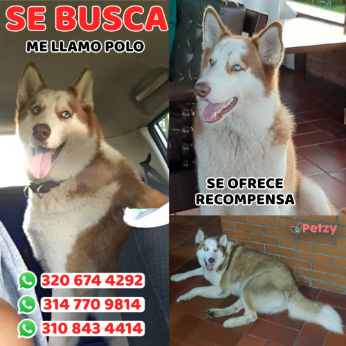 Foto de mascota Polo