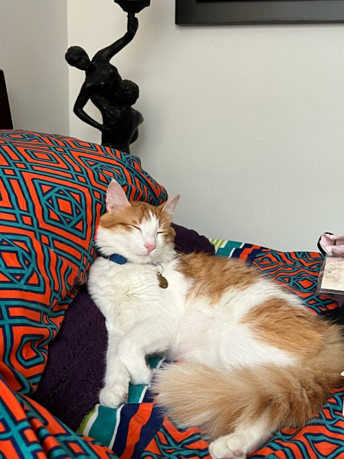 Simba