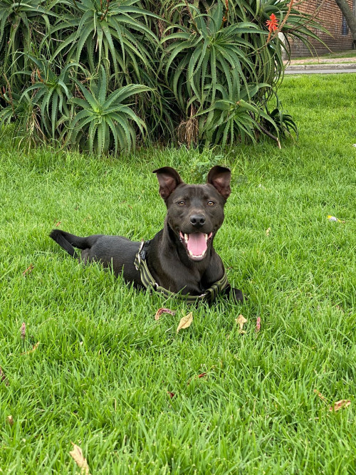 Bruno