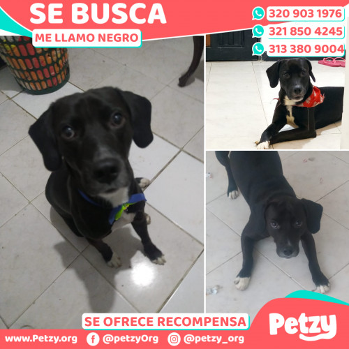 Foto de mascota Negro