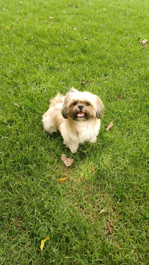 Mia