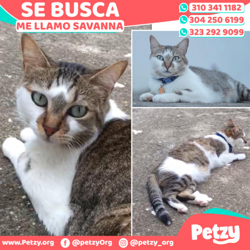 Foto de mascota Savanna