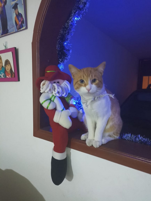 Teddy