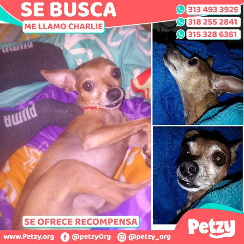 Foto de mascota Charlie