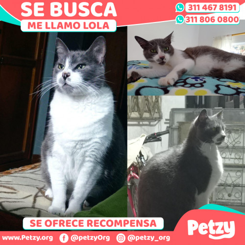 Foto de mascota Lola