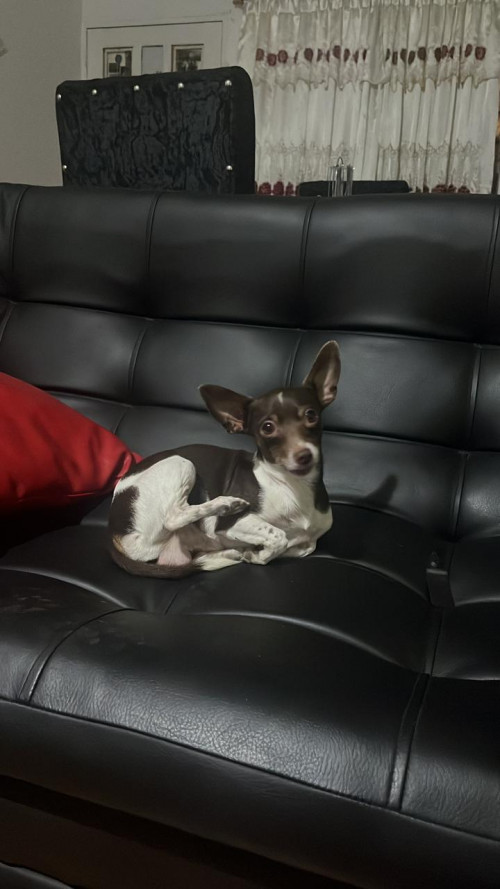 Milo