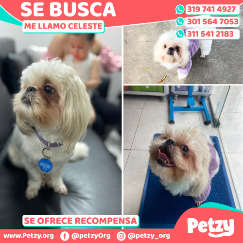 Foto de mascota Celeste