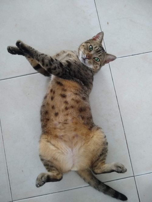 Toby