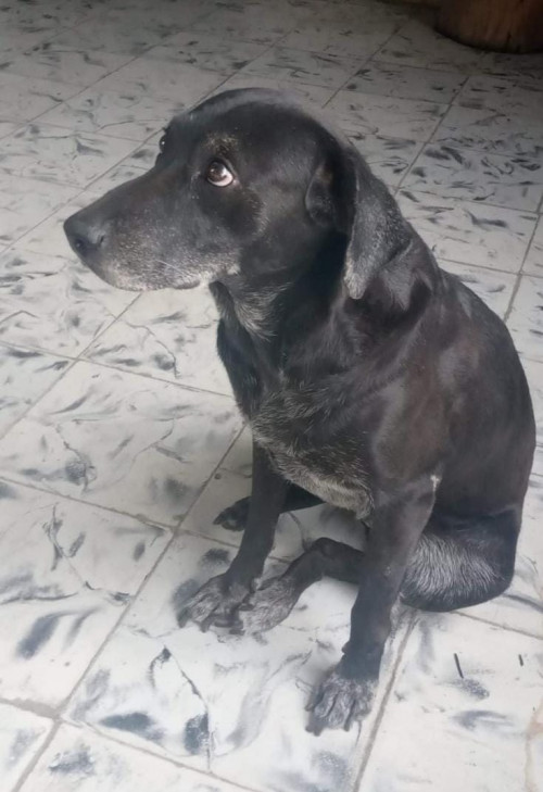 Sacha