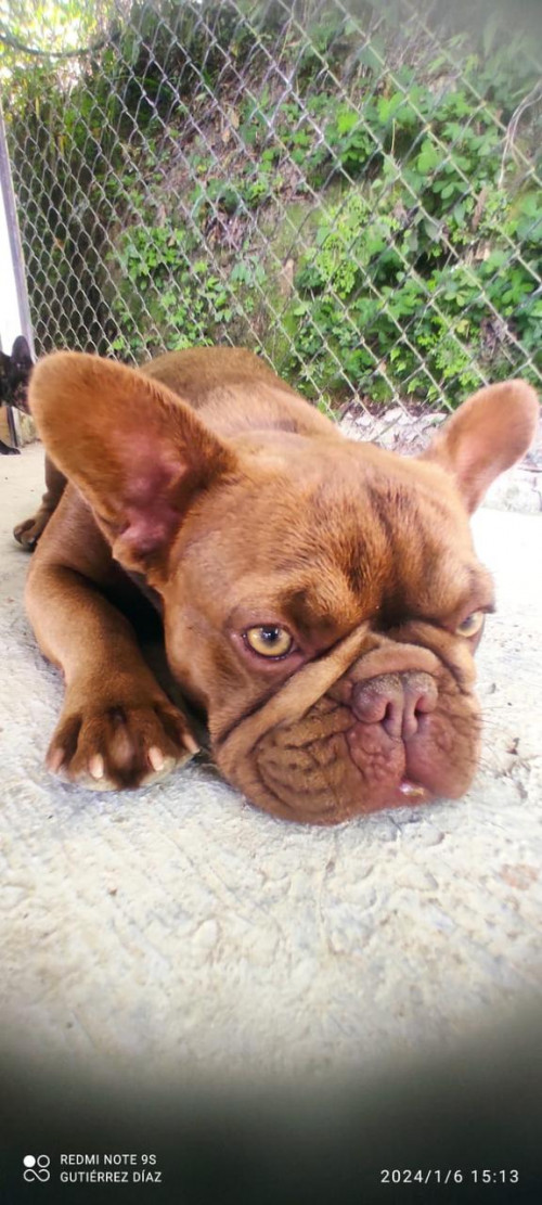 Mocca