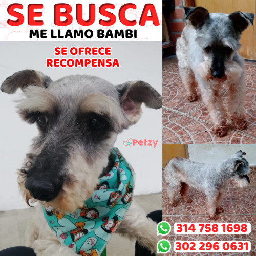 Foto de mascota Bambi