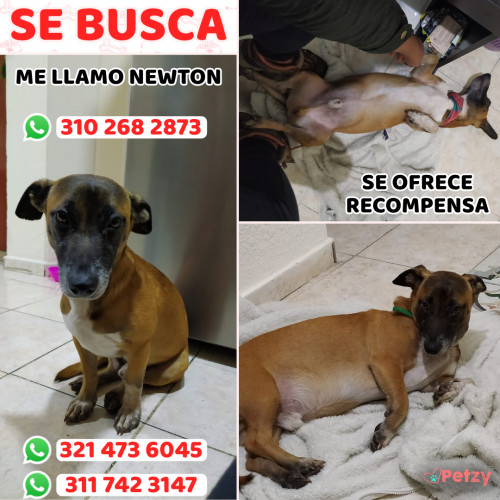 Foto de mascota Newton