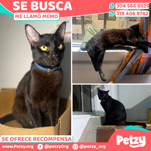 Foto de mascota Memo