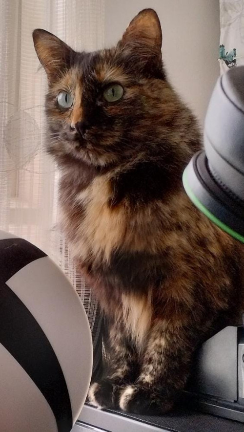 Layla