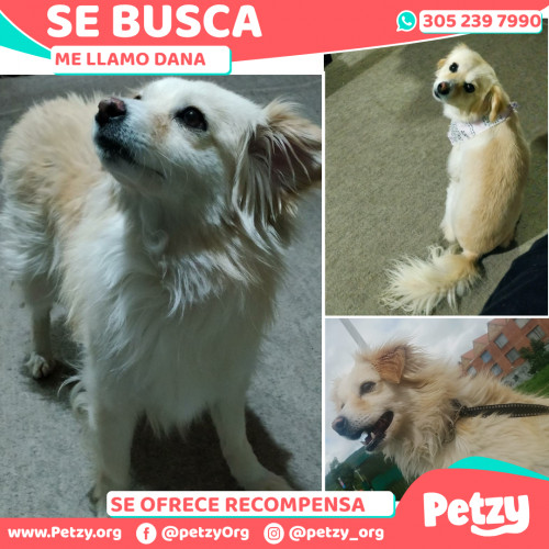 Foto de mascota Dana