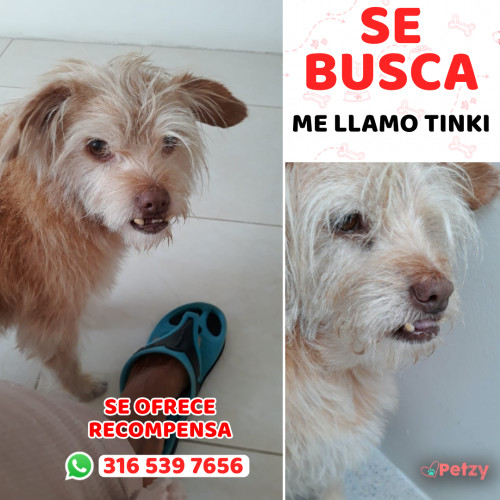 Foto de mascota Tinki