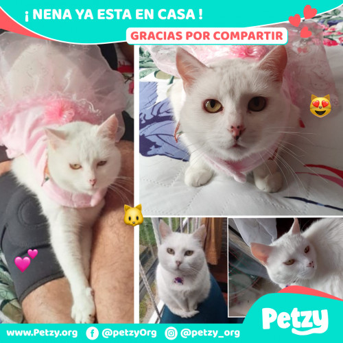 Foto de mascota Nena