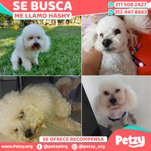 Foto de mascota Hashy