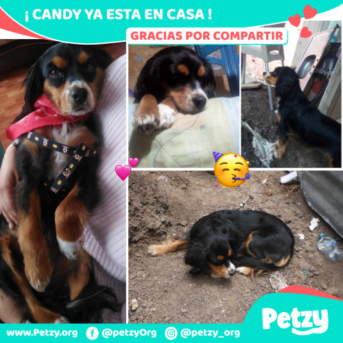 Foto de mascota Candy