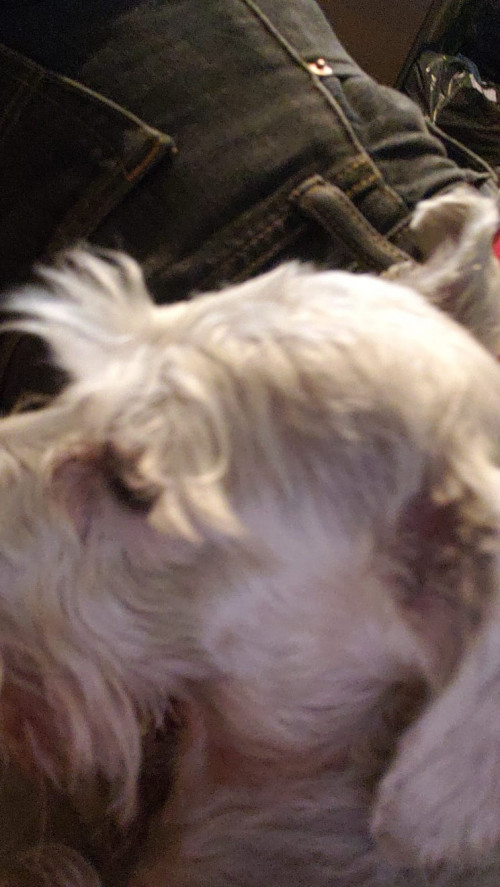 Tobi