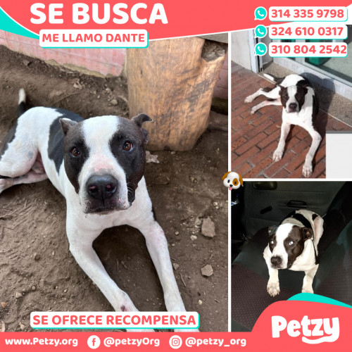 Foto de mascota Dante