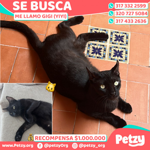 Foto de mascota Gigi (yiyi)