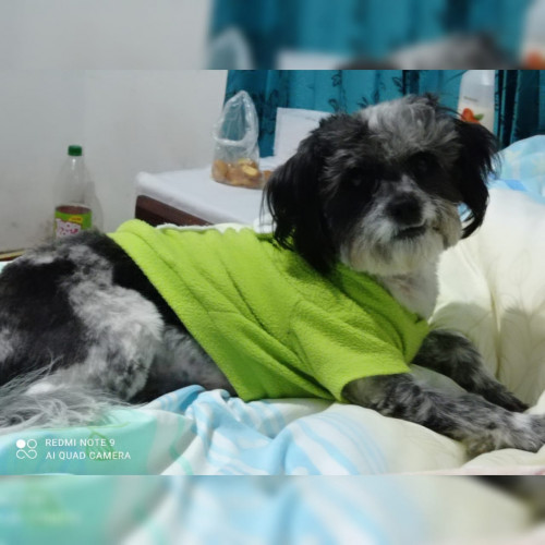 Shaggy