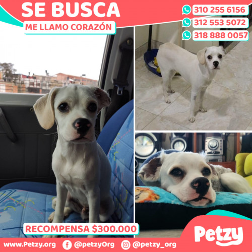 Foto de mascota Corazón 