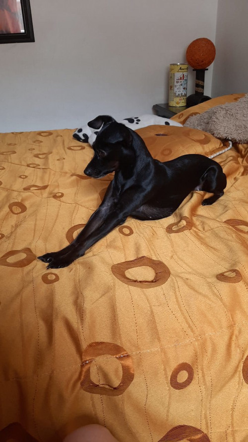Negra