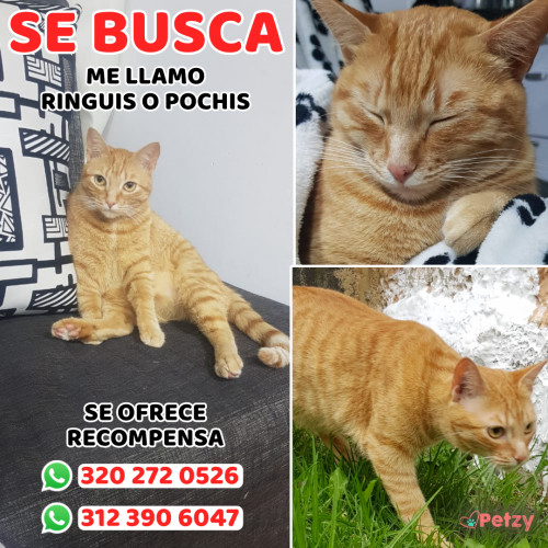 Foto de mascota Ringuis O Pochis