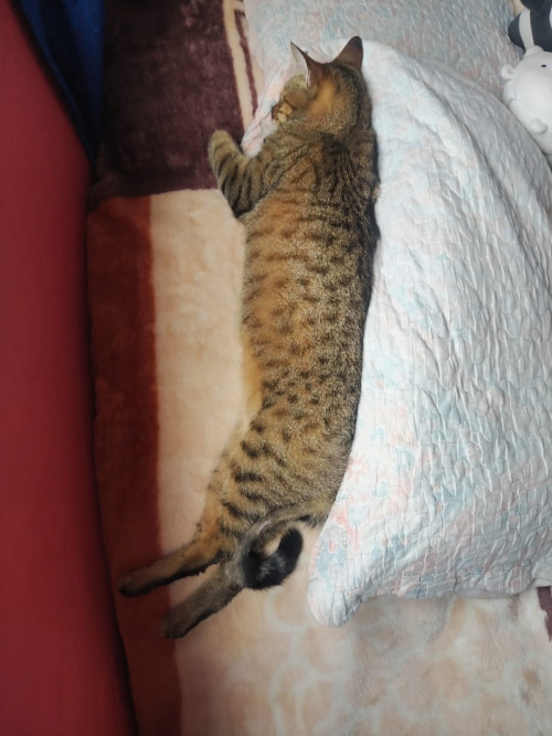 Loky