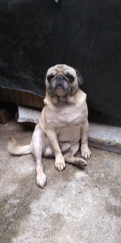 Hachi