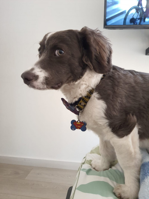 Milo