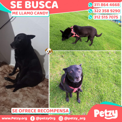 Foto de mascota Candy