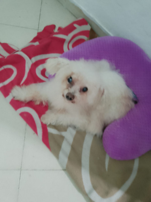 Peluche