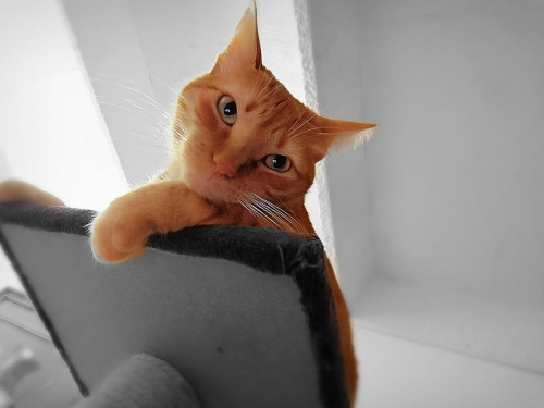 Sabrina