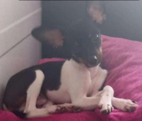 Paco
