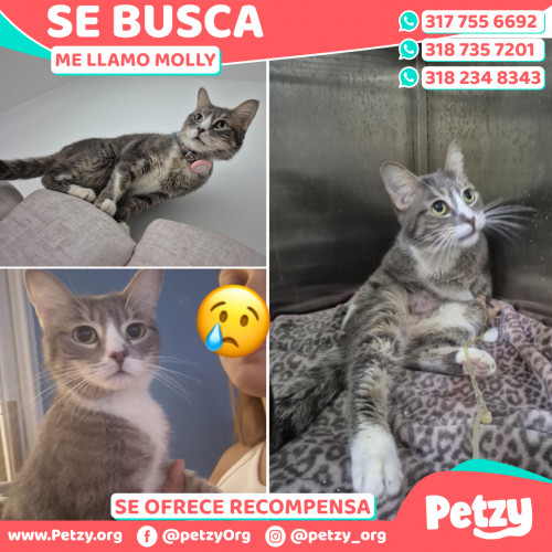 Foto de mascota Molly