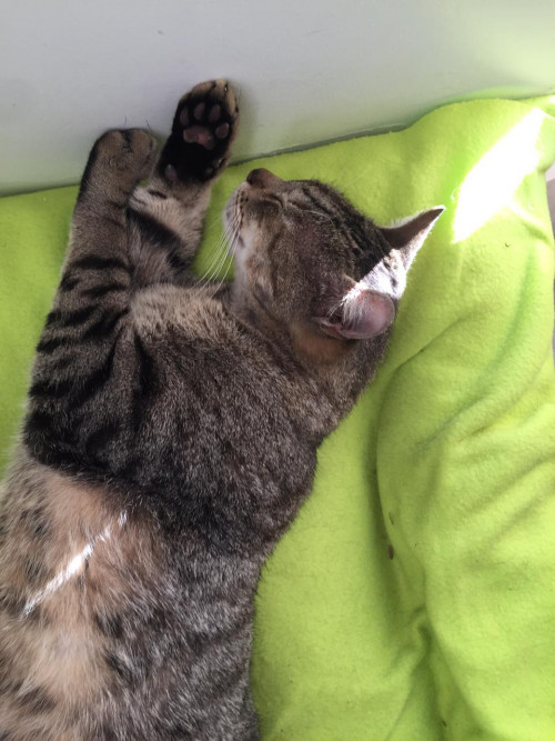 Michi 