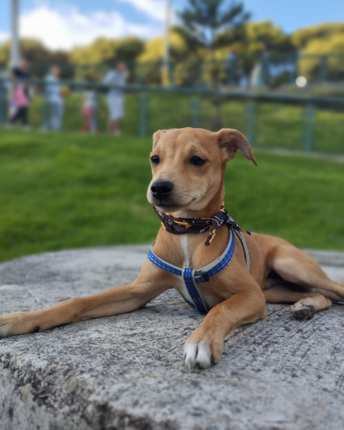 Benji