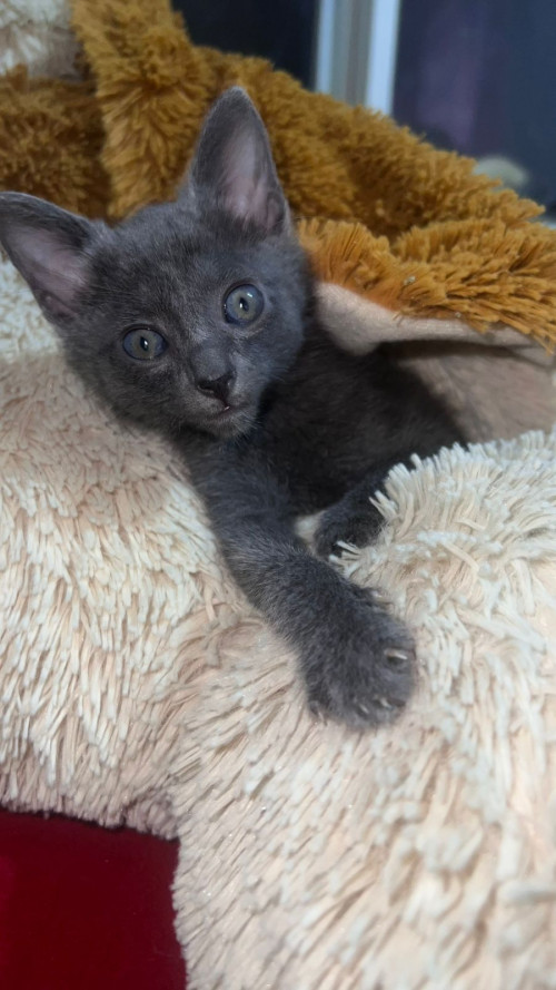 Ramón