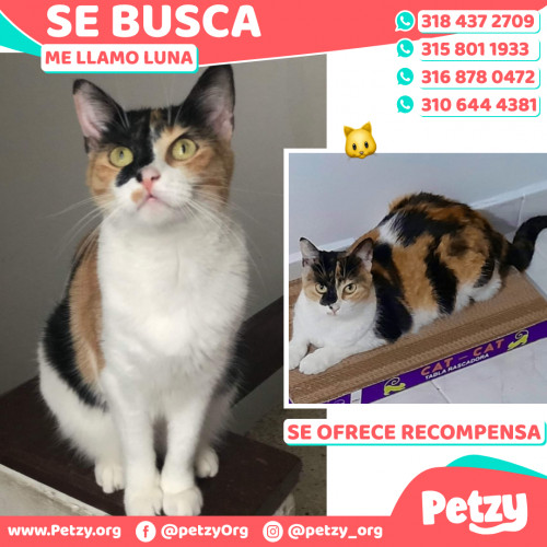 Foto de mascota Luna