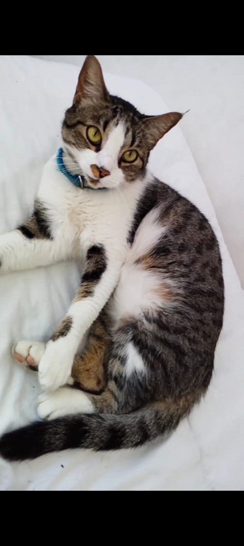 Lulú